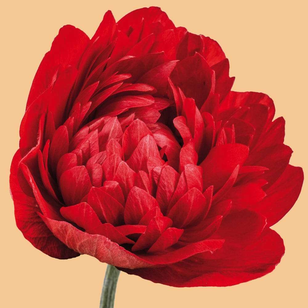 Anemone 'Levante® Rosso'